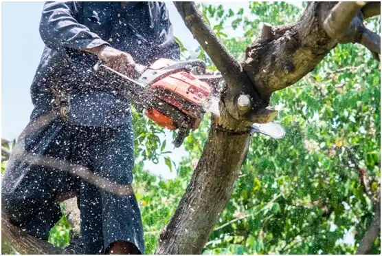 tree services Hidalgo